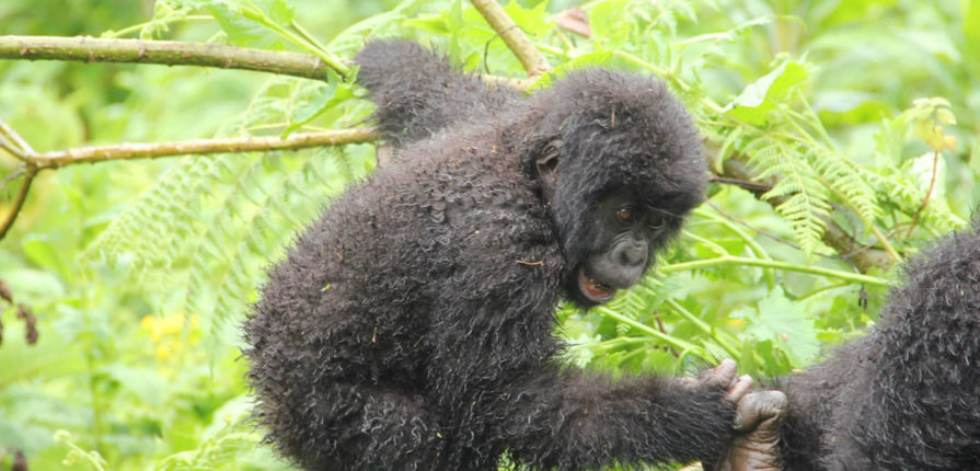 Mountain Gorilla up in Tree branches